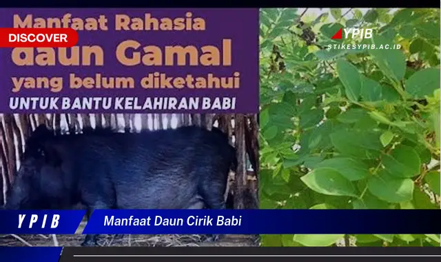 manfaat daun cirik babi