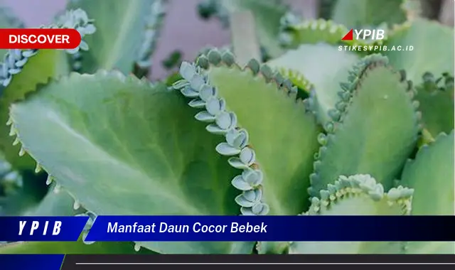 manfaat daun cocor bebek