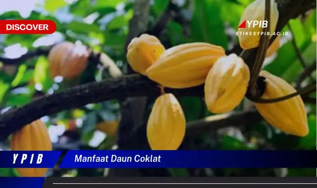 Ketahui 8 Manfaat Daun Coklat untuk Kesehatan Tubuh Anda