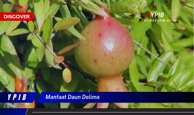 10 Manfaat Daun Delima Untuk Kesehatan Anda