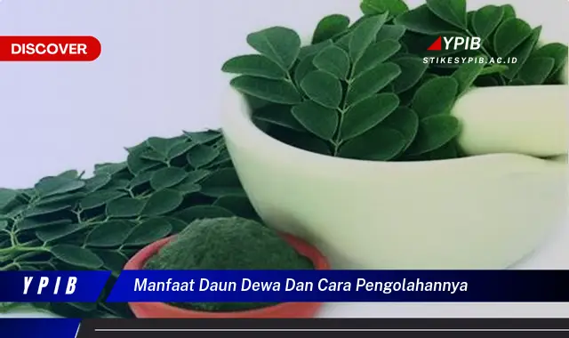 Temukan Manfaat Daun Dewa: Olahan & Khasiat