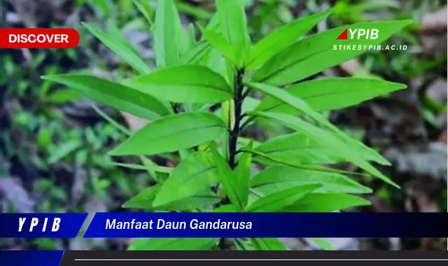 Temukan 10 Manfaat Ajaib Daun Gandarusa untuk Kesehatan