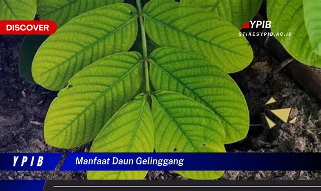 Temukan Khasiat Daun Gelinggang untuk Kesehatan Anda