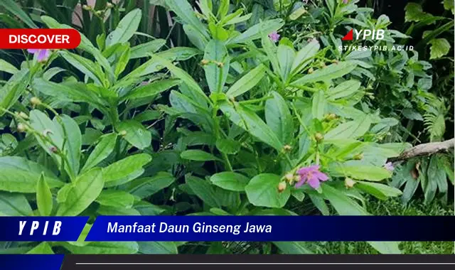 Temukan 7 Manfaat Daun Ginseng Jawa untuk Kesehatan