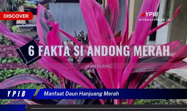 Ketahui 7 Manfaat Ajaib Daun Hanjuang Merah untuk Kesehatan