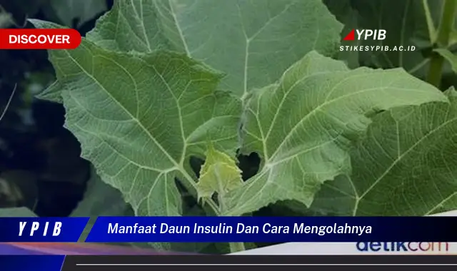 Temukan Manfaat Daun Insulin & Cara Pengolahannya