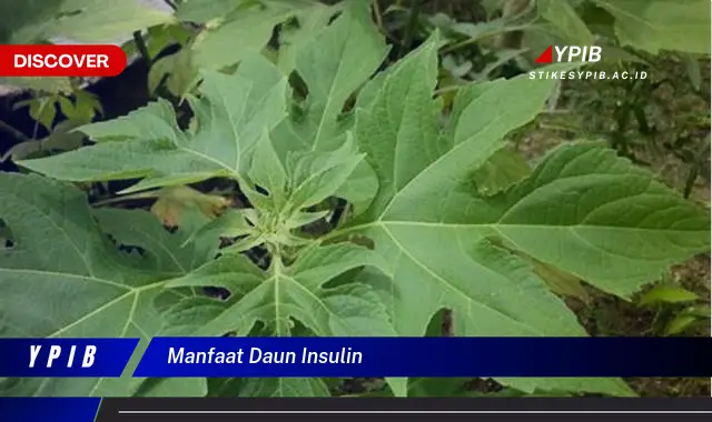 8 Manfaat Daun Insulin Yang Jarang Diketahui