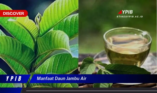 9 Manfaat Daun Jambu Air: Rahasia Kesehatan Alami