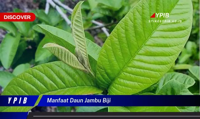 Ketahui 8 Manfaat Daun Jambu Biji untuk Kesehatan, Kecantikan, dan Cara Mengolahnya