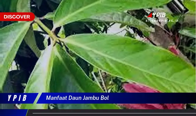 manfaat daun jambu bol