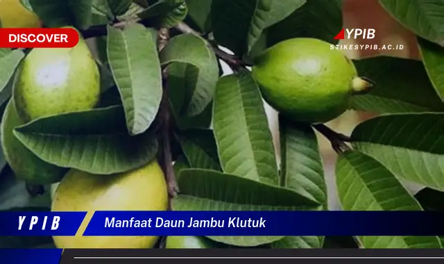 Ketahui 8 Manfaat Daun Jambu Klutuk untuk Kesehatan dan Kecantikan