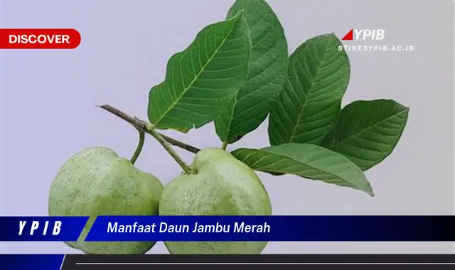 Ketahui 10 Manfaat Daun Jambu Merah untuk Kesehatan Tubuh Anda