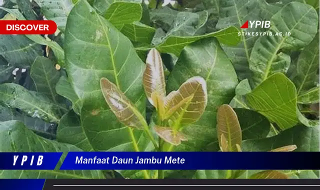 Ketahui 7 Manfaat Ajaib Daun Jambu Mete