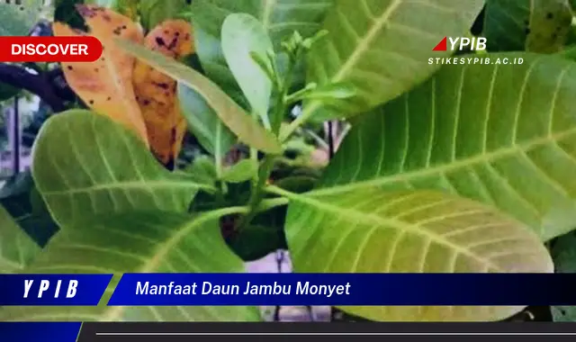 Ketahui 9 Manfaat Daun Jambu Monyet untuk Kesehatan Tubuh Anda