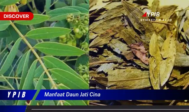 Ketahui 10 Manfaat Daun Jati Cina untuk Kesehatan, Diet, dan Kecantikan