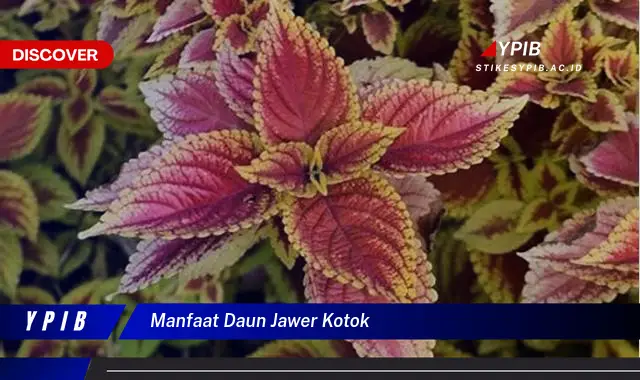 manfaat daun jawer kotok