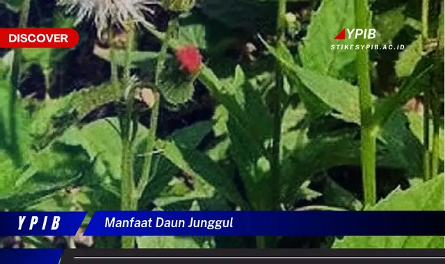 manfaat daun junggul