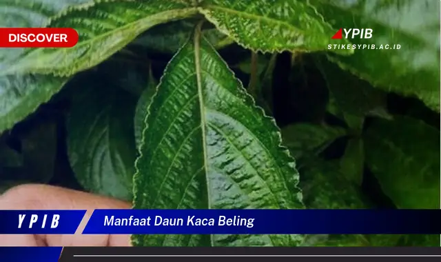 Temukan 7 Manfaat Daun Kaca Beling untuk Kesehatan