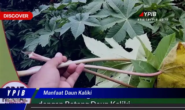 Ketahui 10 Manfaat Daun Kaliki untuk Kesehatan Tubuh Anda