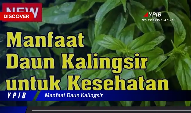 Ketahui 9 Manfaat Daun Kalingsir untuk Kesehatan Anda