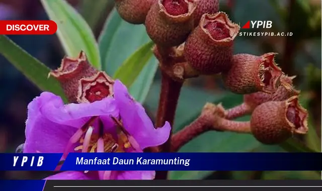 Ketahui 8 Manfaat Daun Karamunting untuk Kesehatan dan Kecantikan