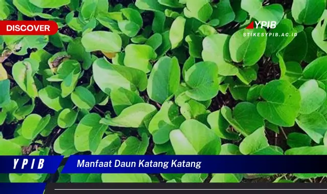 Temukan 10 Manfaat Daun Katang-Katang yang Jarang Diketahui