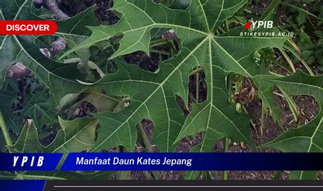 Ketahui 9 Manfaat Daun Kates Jepang untuk Kesehatan Anda