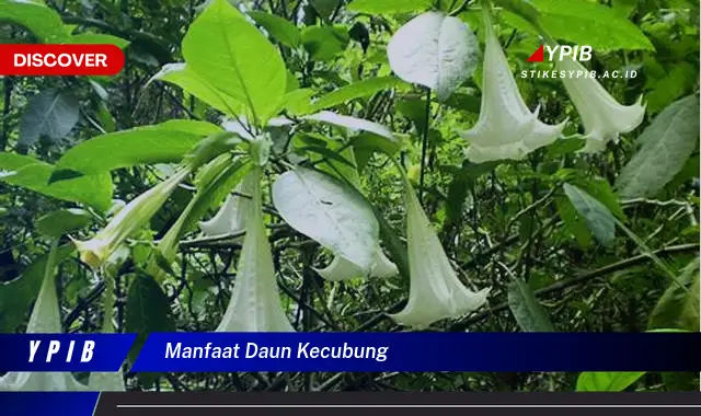 Temukan 7 Manfaat Daun Kecubung yang Mengejutkan