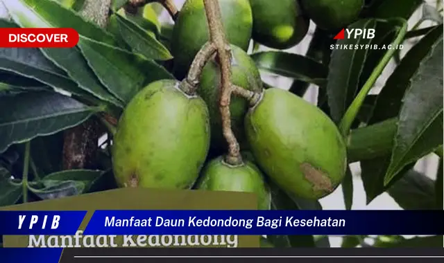 Ketahui 10+ Manfaat Daun Kedondong Bagi Kesehatan Tubuh Anda