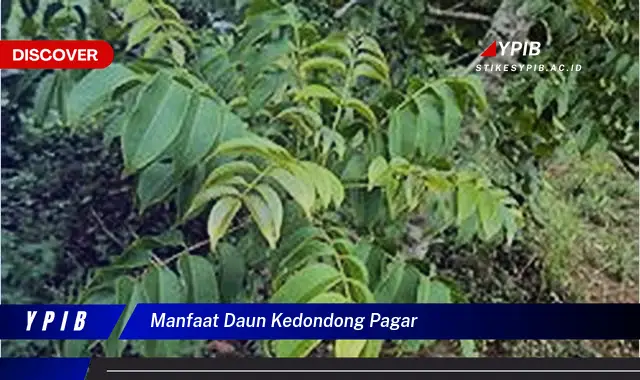 Ketahui 5 Manfaat Daun Kedondong Pagar Bagi Kesehatan