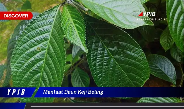 10 Manfaat Daun Keji Beling yang Jarang Diketahui