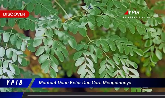 Ketahui 8 Manfaat Daun Kelor untuk Kesehatan dan Cara Mengolahnya Agar Maksimal