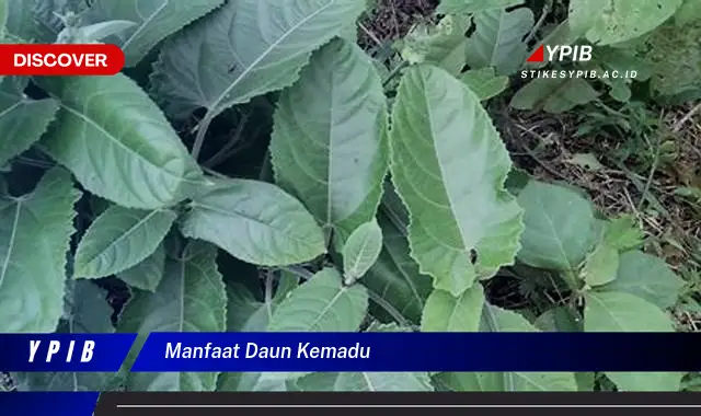 Ketahui 9 Manfaat Daun Kemadu untuk Kesehatan Tubuh Anda