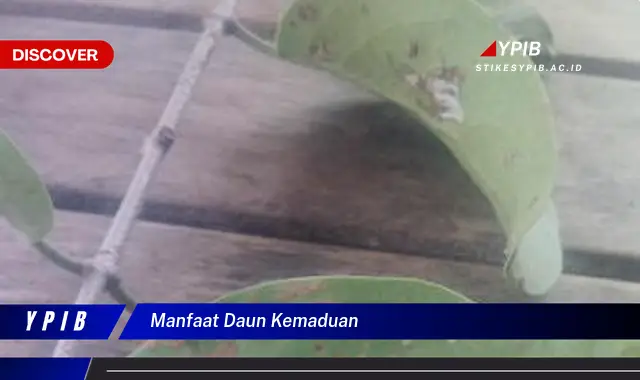 Ketahui 8 Manfaat Daun Kemaduan untuk Kesehatan Tubuh Anda