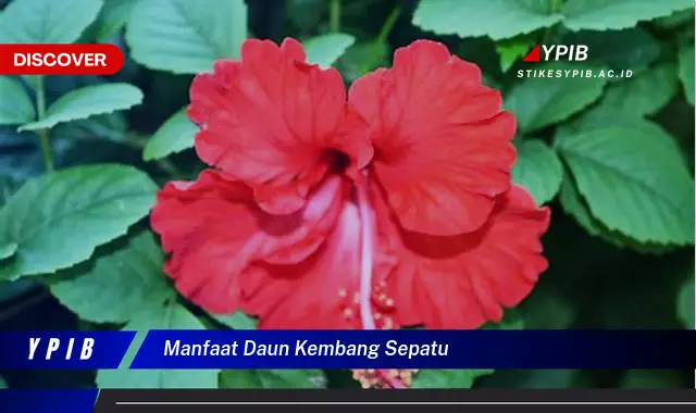 9 Manfaat Daun Kembang Sepatu untuk Kesehatan