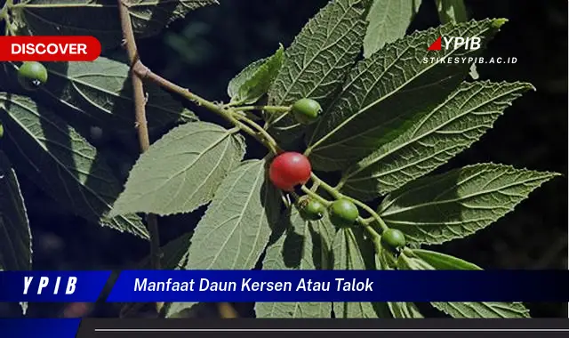 Ketahui 8 Manfaat Daun Kersen atau Talok untuk Kesehatan Anda