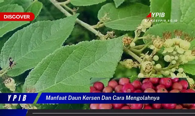 Ketahui 10 Manfaat Daun Kersen untuk Kesehatan dan Cara Mengolahnya Menjadi Obat Alami