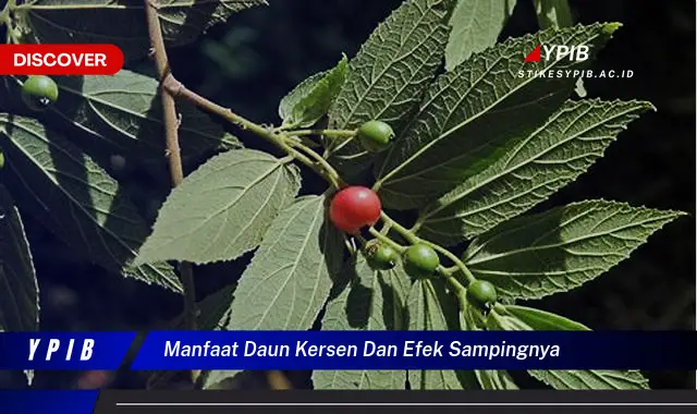 Ketahui 8 Manfaat Daun Kersen untuk Kesehatan dan Efek Samping yang Perlu Diwaspadai