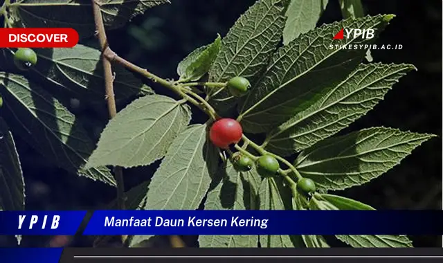 Ketahui 8 Manfaat Daun Kersen Kering untuk Kesehatan dan Cara Mengolahnya