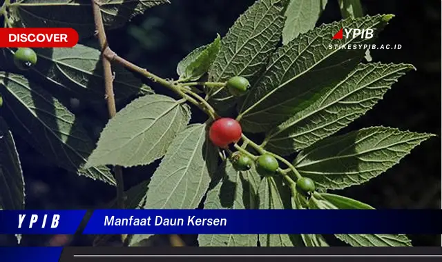 manfaat daun kersen