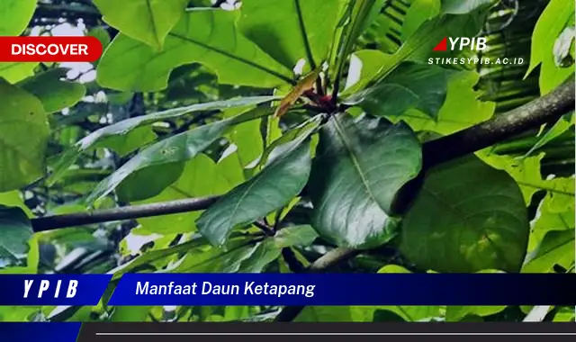 7 Keajaiban Daun Ketapang: Rahasia & Manfaatnya