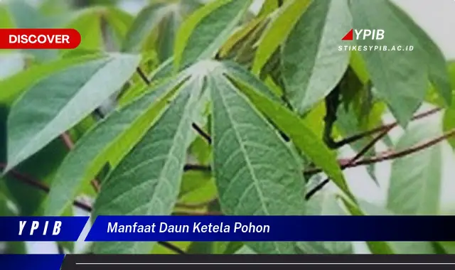 Ketahui 8 Manfaat Daun Ketela Pohon untuk Kesehatan, Kecantikan, dan Masakan