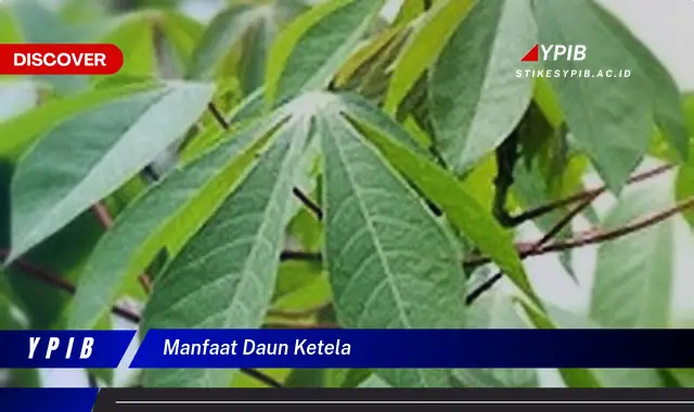 7 Manfaat Daun Ketela untuk Kesehatan Anda