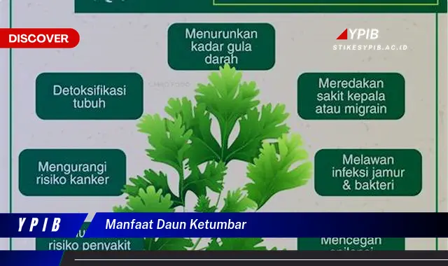 7 Khasiat Daun Ketumbar: Temukan Manfaat Tak Terduga