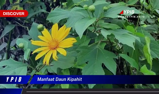 manfaat daun kipahit