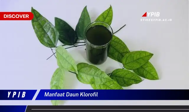 9 Manfaat Daun Klorofil: Rahasia Kesehatan Alami