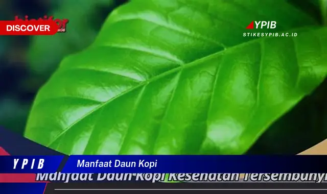 Temukan 5 Manfaat Daun Kopi Tersembunyi Untuk Kesehatan