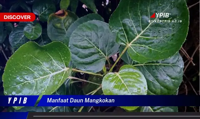 manfaat daun mangkokan