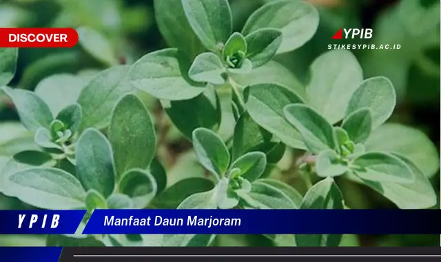 Ketahui 9 Manfaat Daun Marjoram untuk Kesehatan dan Kecantikan