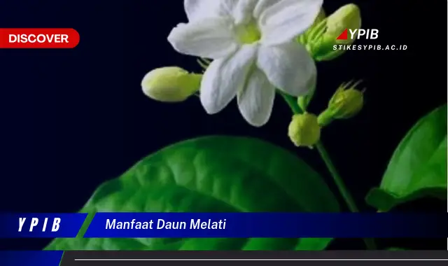 Ketahui 10 Manfaat Daun Melati untuk Kesehatan dan Kecantikan Kulit